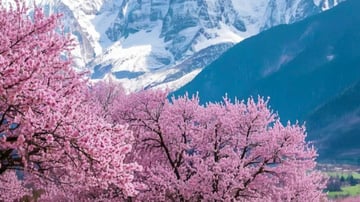 Tour Tây Tạng – Sắc Anh Đào Tây Tạng 9N8Đ - Image - 7345