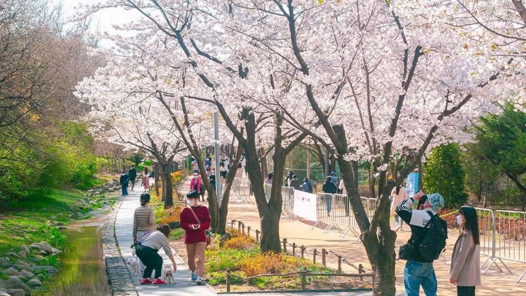 HÀN QUỐC 5N5Đ | BUSAN - SEOUL– ĐẢO NAMI - THÁP NAMSAN - EVERLAND - Image - 9782