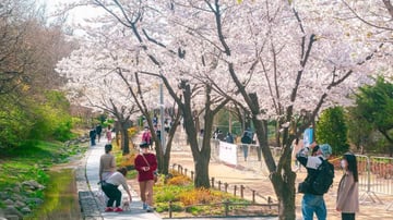 HÀN QUỐC 5N5Đ | BUSAN - SEOUL– ĐẢO NAMI - THÁP NAMSAN - EVERLAND - Image - 9782