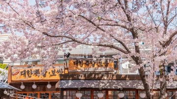 HÀN QUỐC 5N5Đ | BUSAN - SEOUL– ĐẢO NAMI - THÁP NAMSAN - EVERLAND - Image - 9787