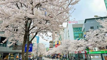 HÀN QUỐC 5N5Đ | BUSAN - SEOUL– ĐẢO NAMI - THÁP NAMSAN - EVERLAND - Image - 9786